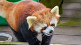 'Like a luxury condominium': Providence zoo unveils new red panda habitat