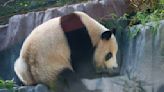 Panda-monium: San Diego Zoo welcomes giant pandas back to the U.S.