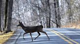 Deer-related wrecks in SC spiked in 2021 and are still going strong. These counties see the most