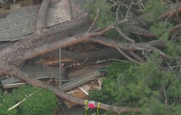 Massive tree falls on Monrovia house