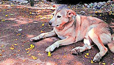 Eight months after HC’s order, panel to provide compensation to stray animal victims formed