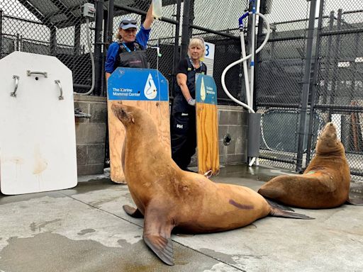 Spike in sick sea lions reported on SLO County beaches