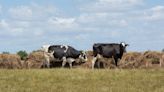 Equilibrium/Sustainability — Countering climate cost of cows