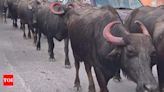 Herd of Buffaloes Leads to Arrest of Car Thieves | Delhi News - Times of India