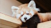 Toronto Zoo Red Panda Cub Dies Unexpectedly: 'We Are Sad that Our Time with Him Was So Short'