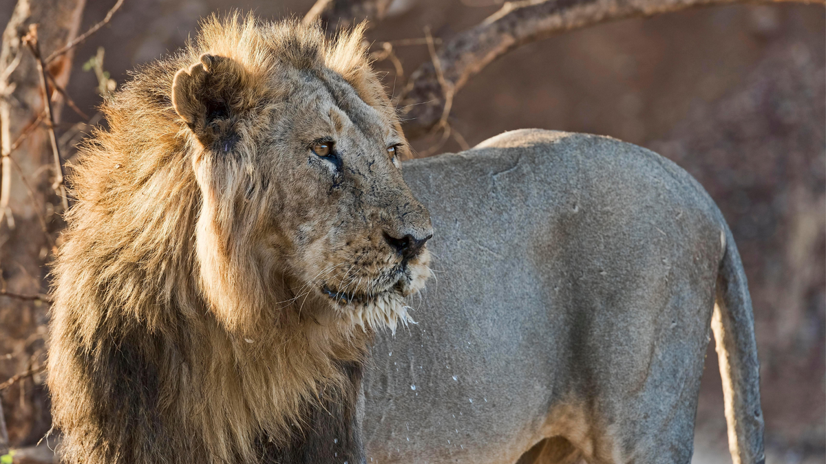 On the trail of India’s wild lions at Sasan Gir National Park