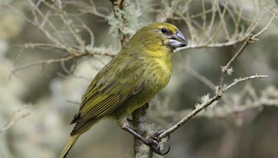 Remote island bird at risk of extinction is thrown lifeline by parasitic wasp