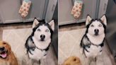 Dog owner’s golden retriever and Siberian husky ‘accidentally’ have a puppy