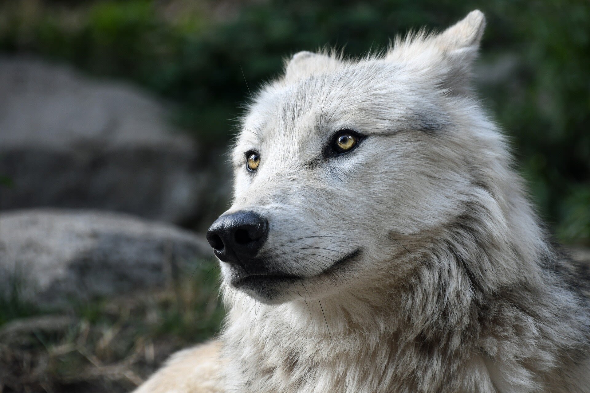 Wildlife officials confirm fourth gray wolf attack in Colorado´s Grand County