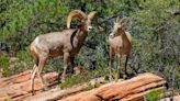 See Bighorn Sheep in Southern Utah