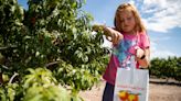 Valhalla Orchards offer u-pick peaches in Arrey. Here's what you should know.