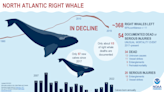 Boat 10-knot speed limit? NOAA says it saves right whales, critics say it kills industry