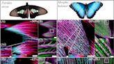 Actin research shows how butterfly wings get their vibrant colors