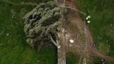 Two Men Are Charged Over the Felling of the Sycamore Gap Tree