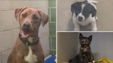 Crisis en refugios de animales de Dallas tras las tormentas: perros y gatos buscan hogar o serán dormidos