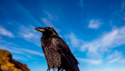 No te metas con los cuervos, las aves más inteligentes del mundo