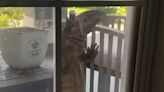 Anyone home? Watch giant monitor lizard claw at window of Florida home