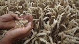 India's Wheat Dilemma: Record Sales Deplete Stocks to 16-Year Low Amid Supply Management Challenges
