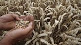 Centre issues order on wheat stock declaration by traders to keep prices in check