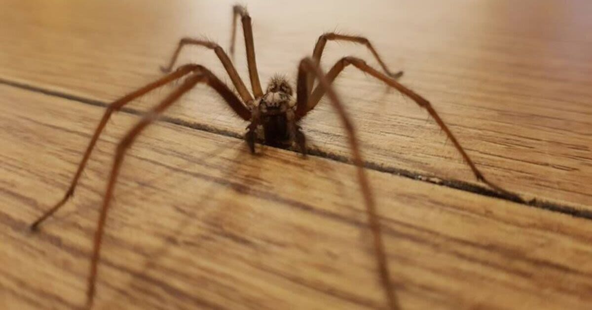 Mum's simple three-step solution for banishing spiders from homes this summer