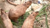 壽山動物園試營運 狐獴.水豚君可愛亮相