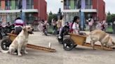 Este labrador es viral por su desternillante método para llevar a su ama del colegio a casa