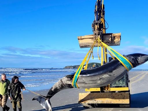 Ultra-rare whale never seen alive washes up on on New Zealand beach — and scientists could now dissect it for the 1st time