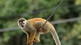 12 monkeys missing from Louisiana zoo as search for thief continues