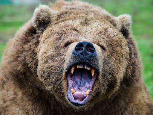 On Wall Street bearish investors are out of favor—but there’s mounting evidence they are right about the stock market outlook