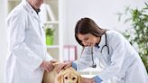 Top 20 Animal Health Companies in the World