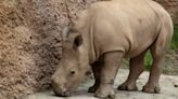 Zoo Atlanta reveals name of its baby rhino