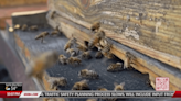 Bee colony stolen from Oakland beekeeper