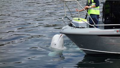 Hvaldimir, the Beluga Whale That Might Have Been a Russian Spy, Dies