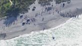 Beached sperm whale brought to shore in Sarasota County