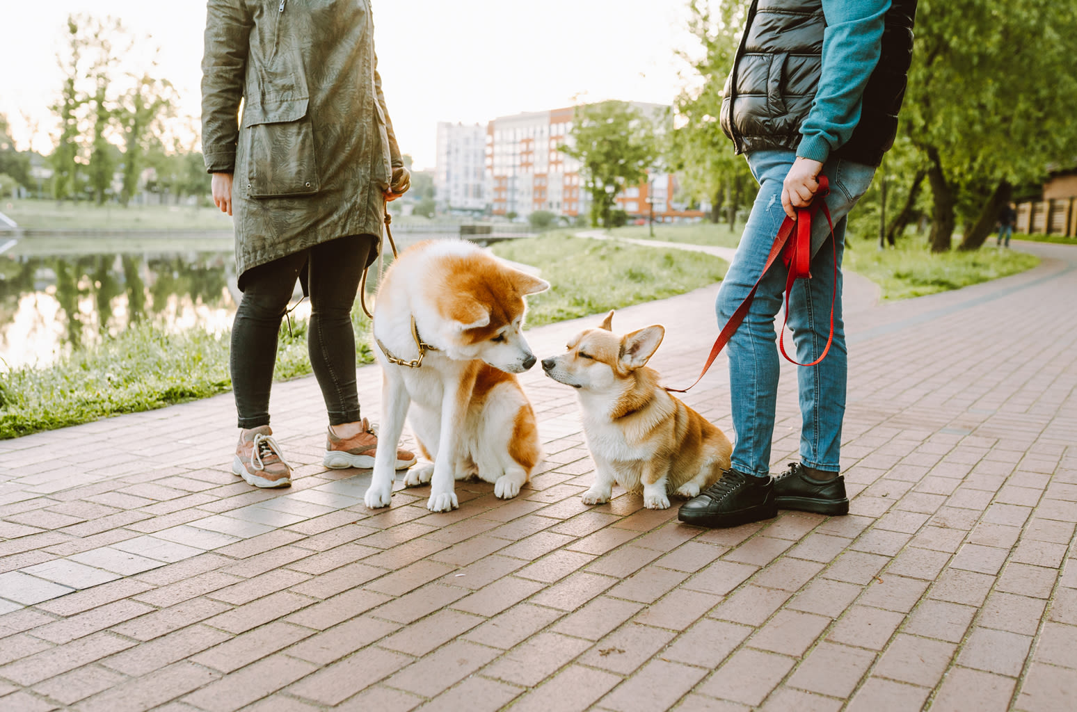 Zappos Just Launched Dog Walking-Approved Shoes With Rover: Shop the Collection Here