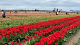 Mount Vernon’s Tulip Town expecting packed crowds this weekend