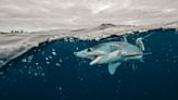 Les requins ont appris à suivre les bateaux de pêche plutôt que de chasser, et c’est une mauvaise nouvelle
