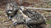 Twelve Osprey chicks die in worst year for Kielder bird colony