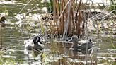 Rare North American ducks spotted in Yorkshire