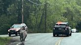 Zebras get loose near highway exit, gallop into Washington community before most are corralled