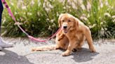 Apoquel for dogs: Vet explains the ins and outs of this prescription medication