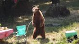 加州動物園辦「黑熊露營」 增加民眾野外安全意識