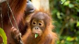 Critically Endangered Sumatran Orangutan Born at Sacramento Zoo