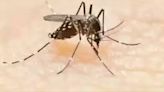 Over 1,000 affected by dengue in TN in 15 days - News Today | First with the news