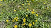 Lesser celandine v. dandelions: The greater evil of two yellow weeds in Northeast Ohio