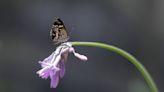 Borboletas e mariposas podem fazer polinização de flores 'sem contato', aponta estudo