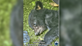 Injured bear cub ‘Puff’ rescued near the ‘Tail of the Dragon’