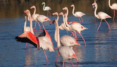 Los flamencos casi desaparecieron de Florida, pero un huracán los volvió a traer