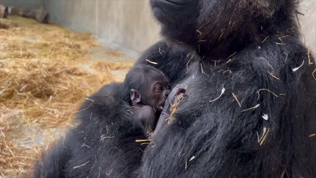 Baby gorilla born at the Detroit Zoo on Thursday, the first gorilla birth in its 96-year history