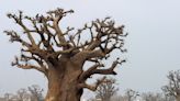 El baobab, el 'árbol de la vida', surgió en Madagascar, según revela un estudio
